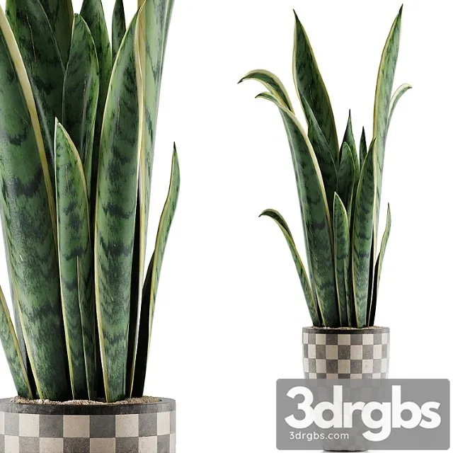 Plants collection 44 Plants collection 44