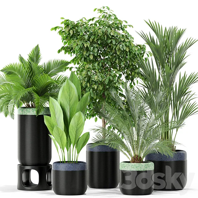 Plants collection 443 3D Model