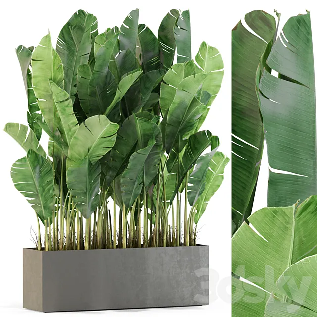 Plants collection 444 3D Model