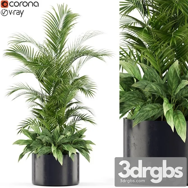 Plants collection 459 Plants collection 459