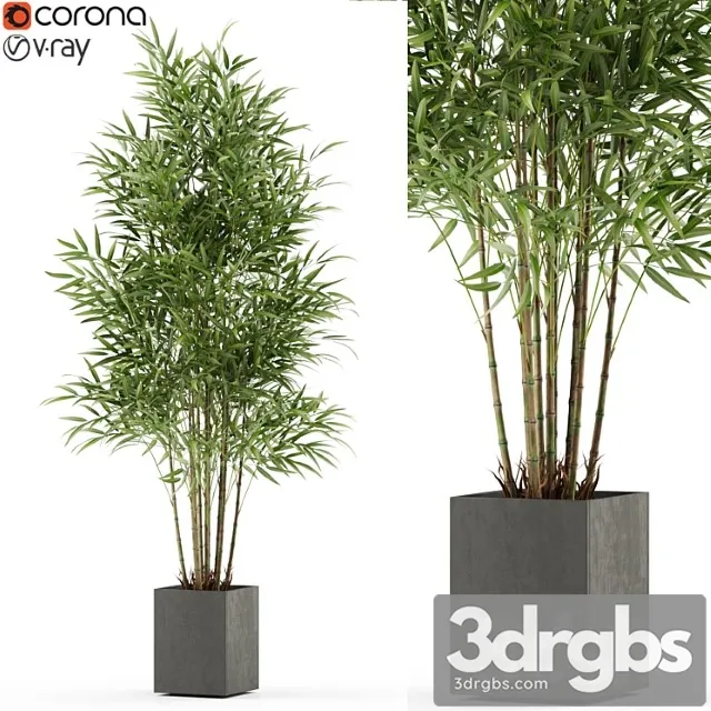 Plants collection 479 Plants collection 479