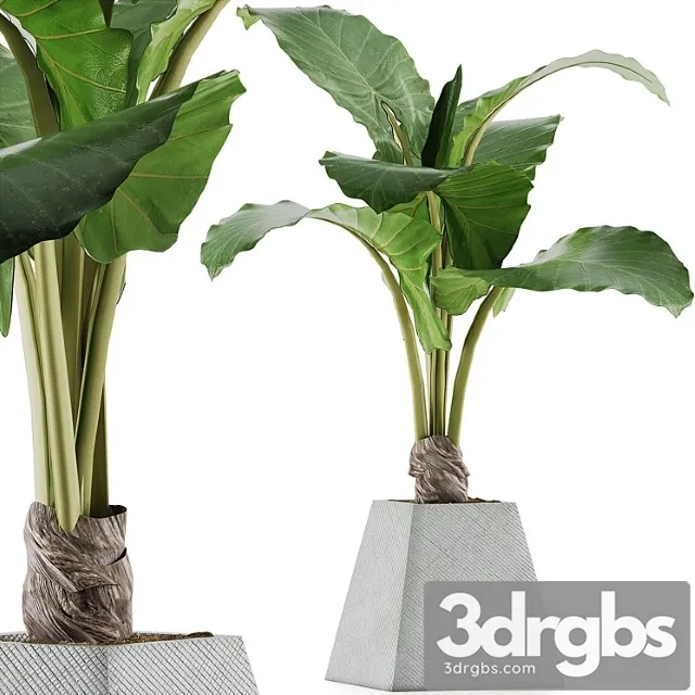 Plants collection 48 Plants collection 48