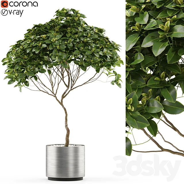 Plants collection 503 3DModel Plants collection 503 3DModel