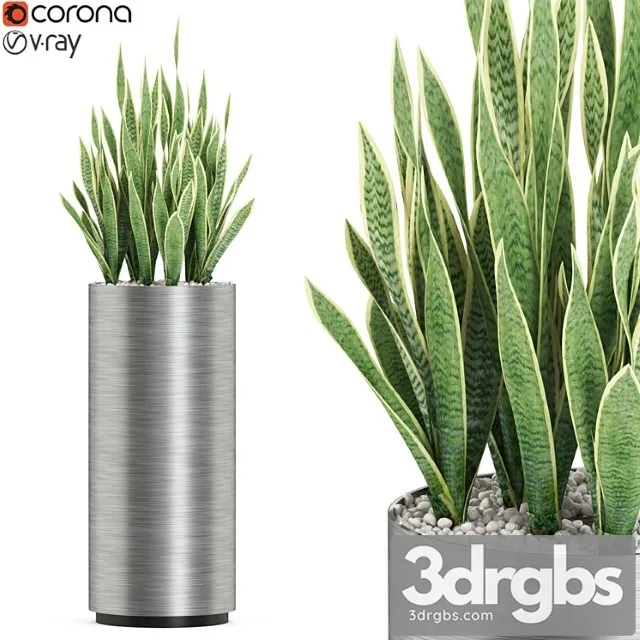 Plants collection 506 Plants collection 506