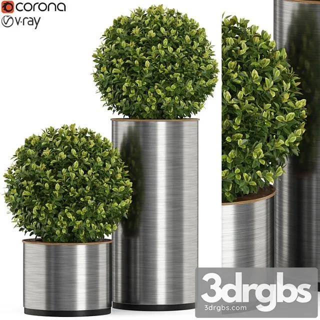 Plants collection 512 Plants collection 512