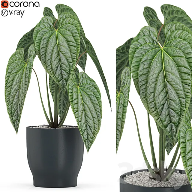 Plants collection 517 3DModel