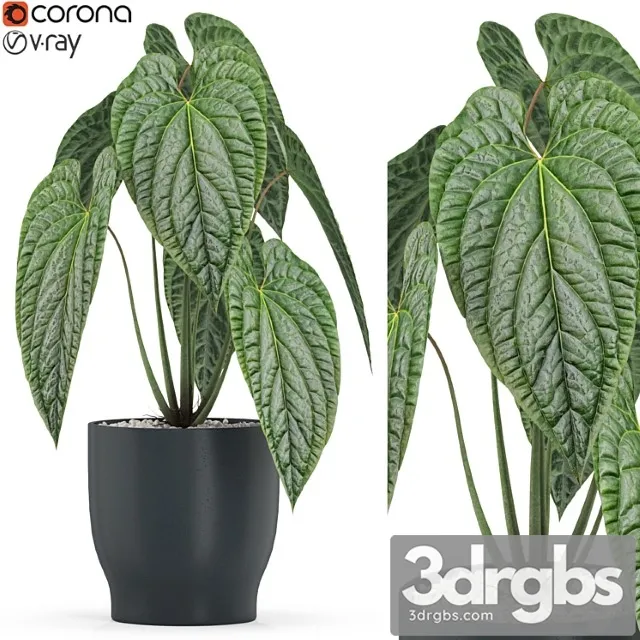 Plants collection 517 Plants collection 517