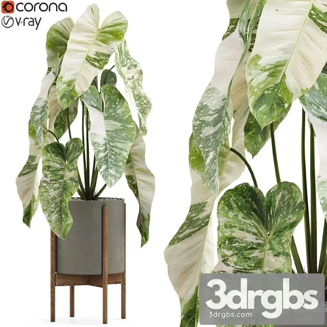 Plants collection 522 Plants collection 522