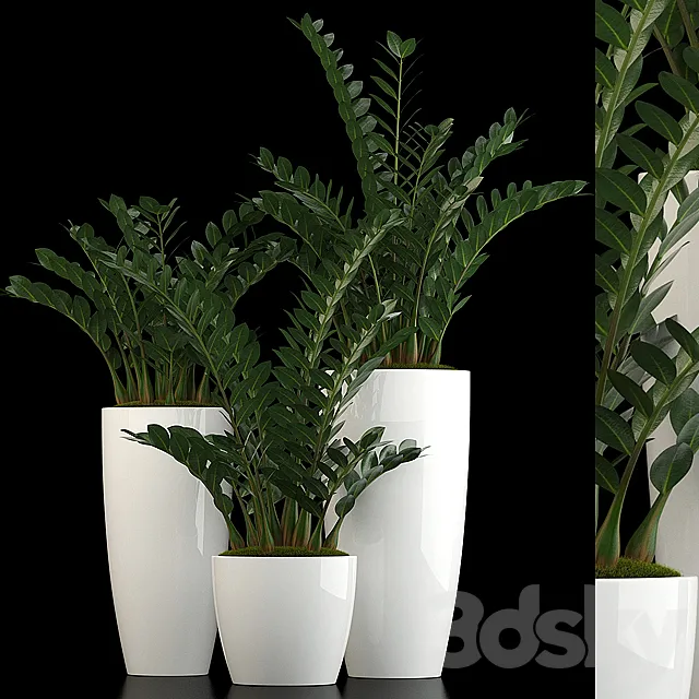 Plants collection 56 3D Model Plants collection 56 3D Model
