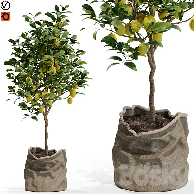 Plants collection 564 3DModel