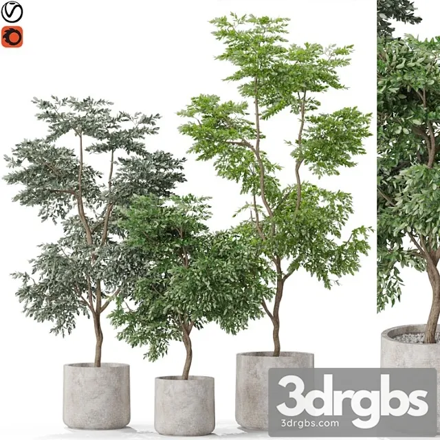 Plants collection 576 Plants collection 576