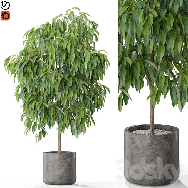 Plants collection 577 3D Model