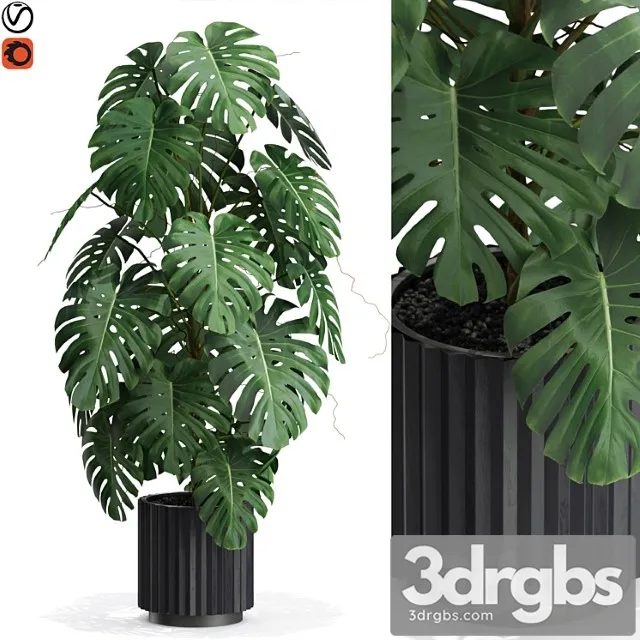 Plants collection 583 Plants collection 583