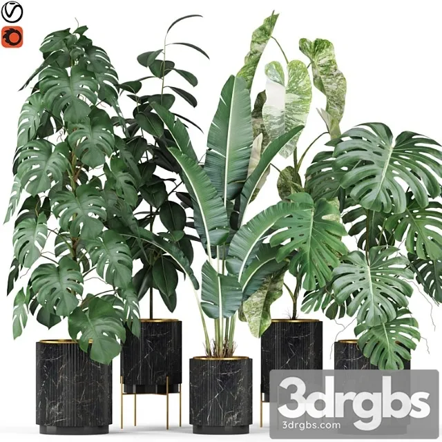 Plants collection 584 Plants collection 584