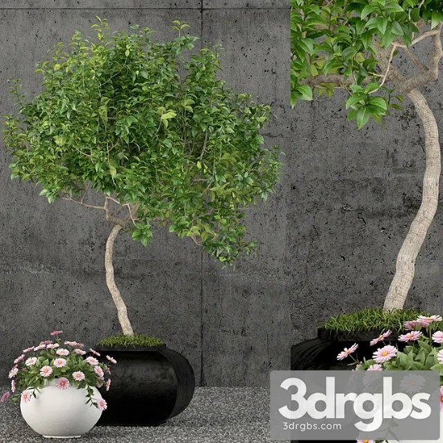 Plants collection 61 Plants collection 61