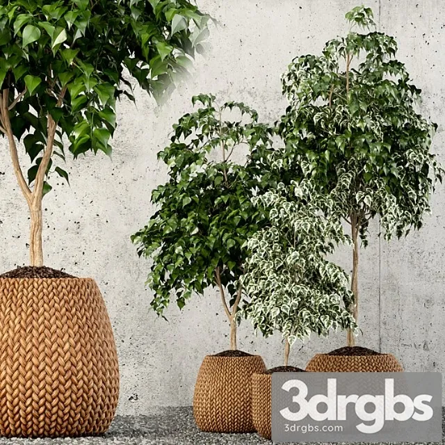 Plants collection 62 Plants collection 62