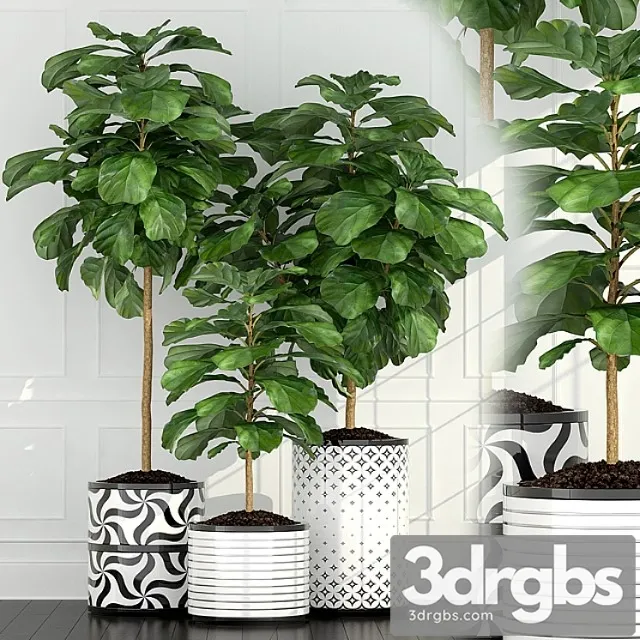 Plants collection 63 Plants collection 63