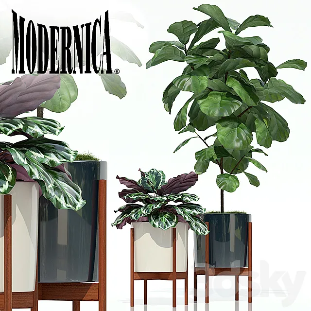 Plants collection 69 Modernica pots 3DModel Plants collection 69 Modernica pots 3DModel