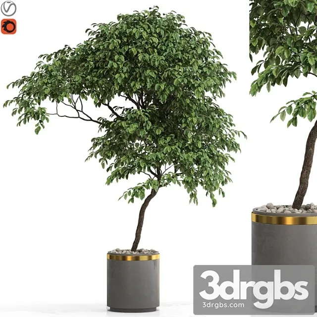 Plants collection 700 Plants collection 700