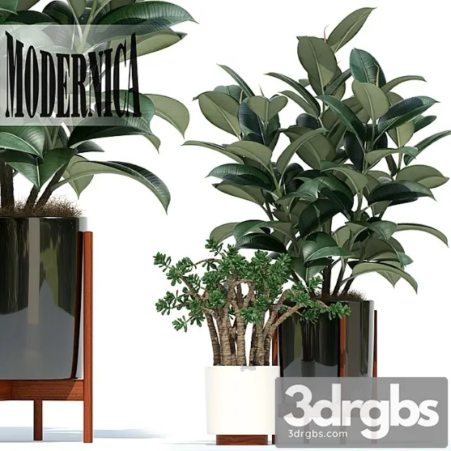 Plants collection 72 modernica pots Plants collection 72 modernica pots