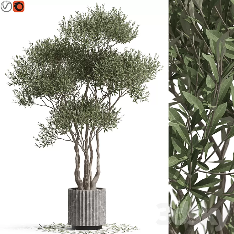 Plants collection 723 3D Model