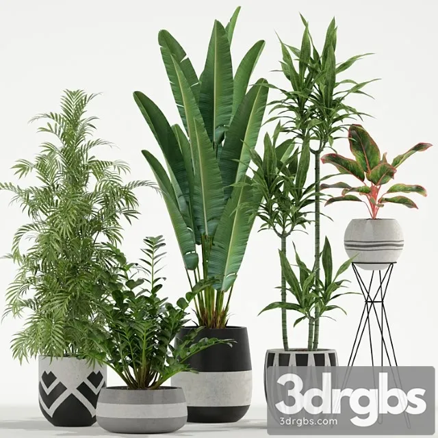 Plants collection 726 Plants collection 726