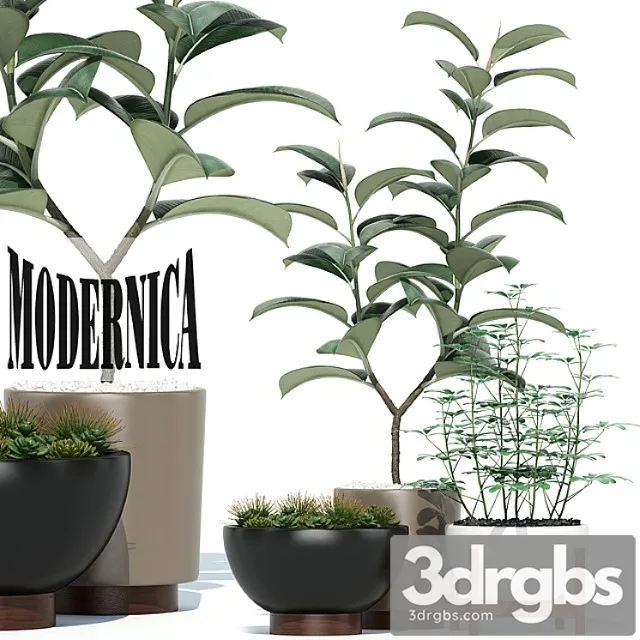 Plants collection 73 modernica pots Plants collection 73 modernica pots
