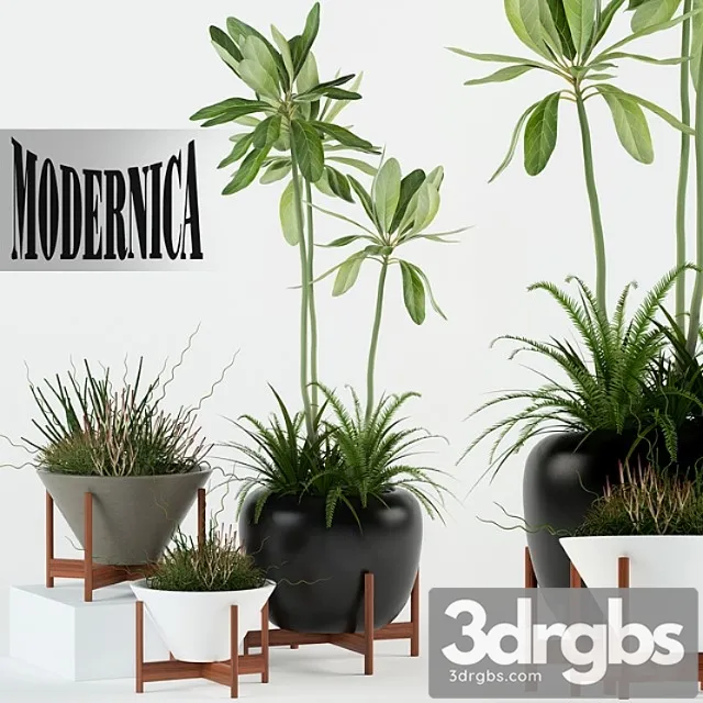 Plants collection 77 modernica pots Plants collection 77 modernica pots