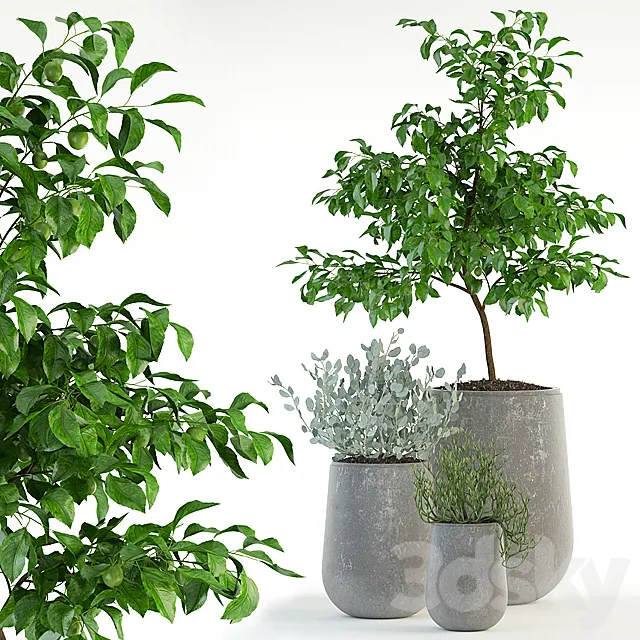 Plants collection 82 Garden life pots 3D Model Plants collection 82 Garden life pots 3D Model