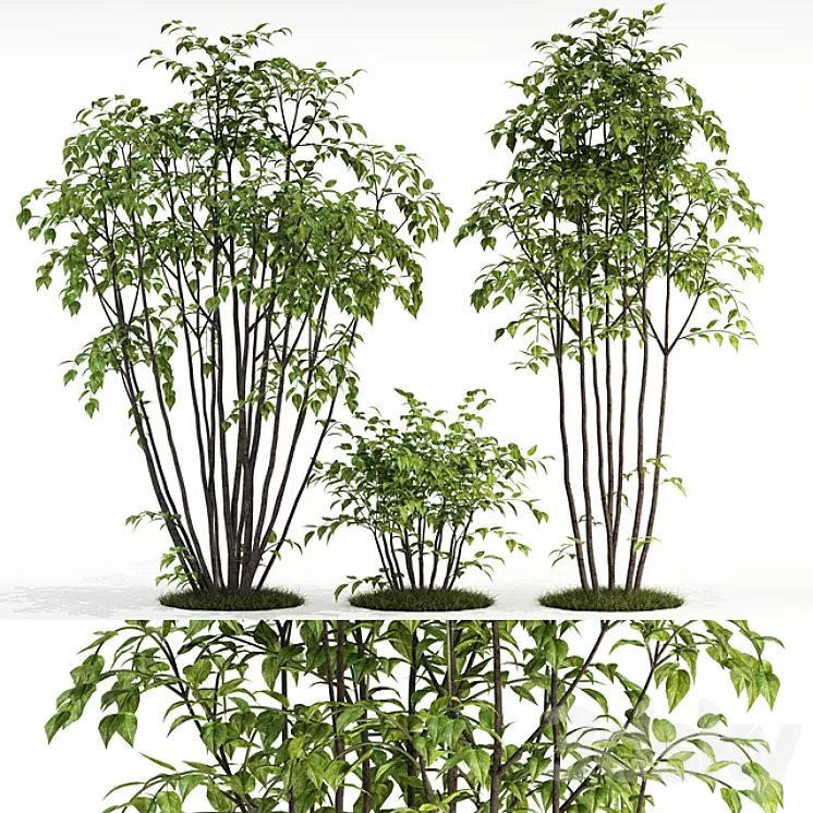 Plants collection 84 3D Model