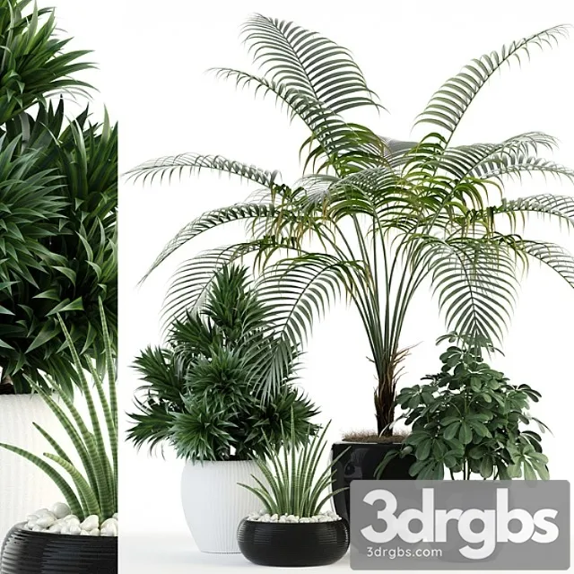 Plants collection 86 Plants collection 86