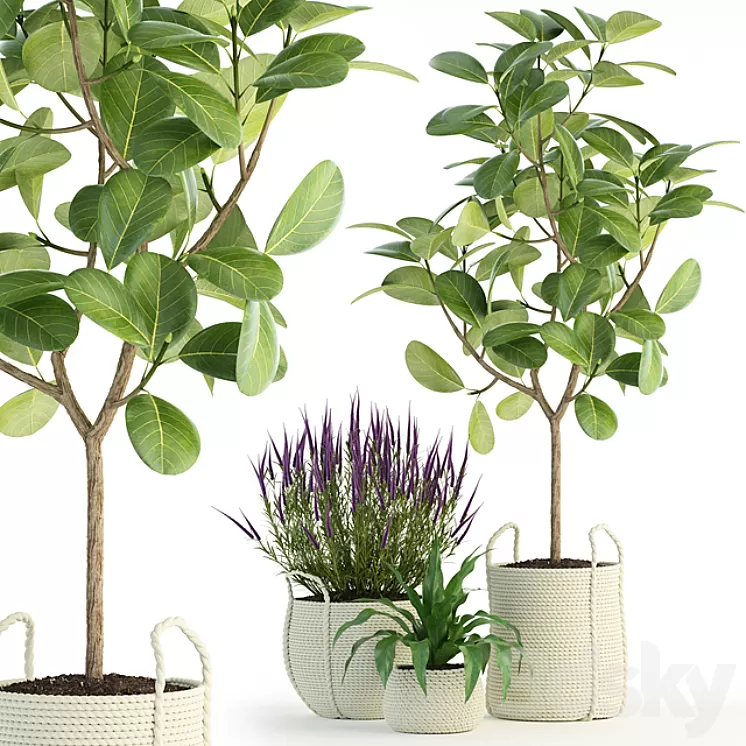Plants collection 87 3D Model