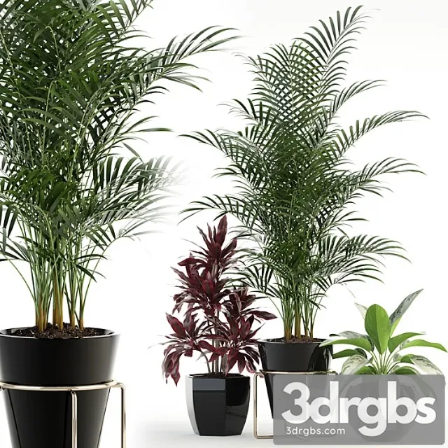 Plants collection 89 Plants collection 89