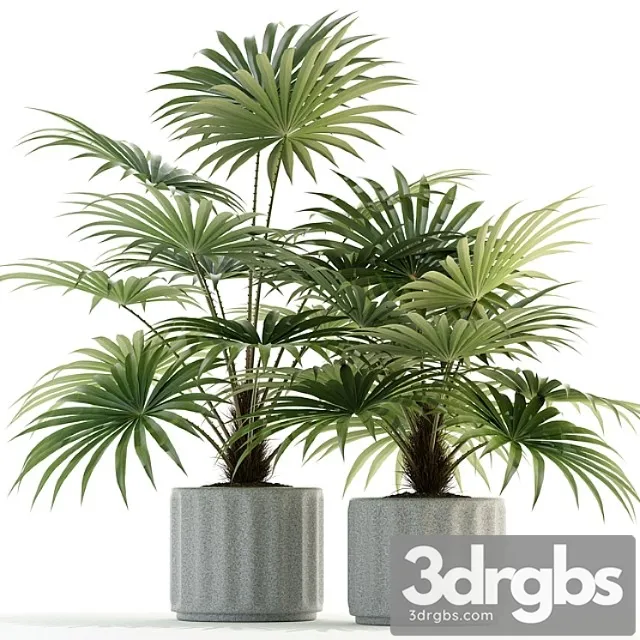 Plants collection 94 Plants collection 94