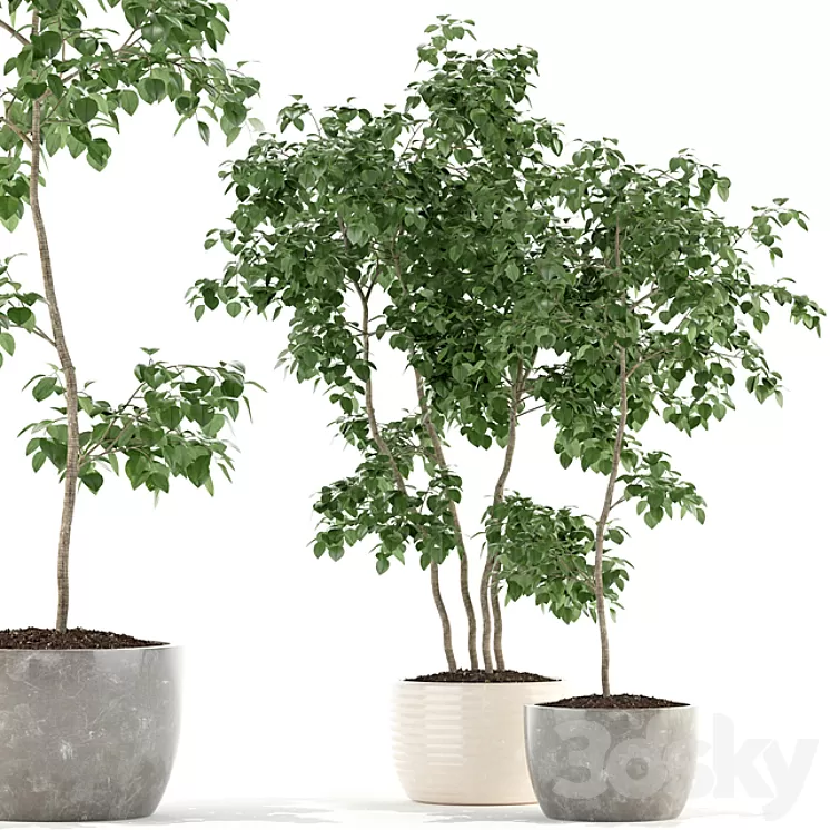 Plants collection 96 3D Model