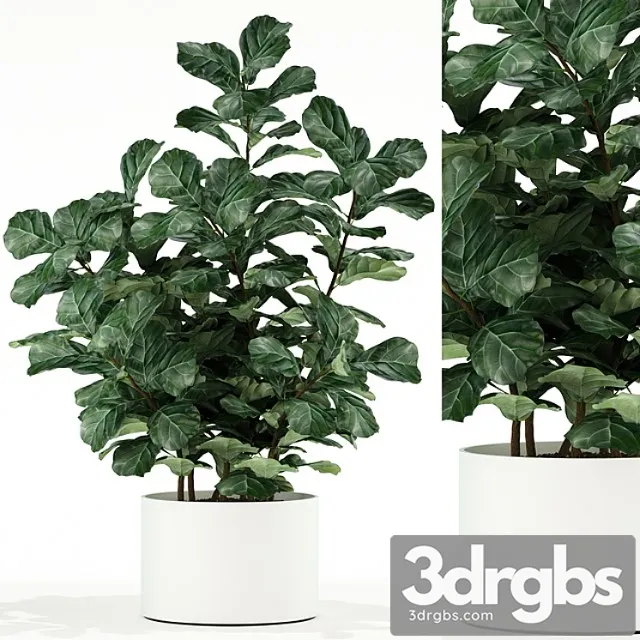 Plants collection 98 Plants collection 98