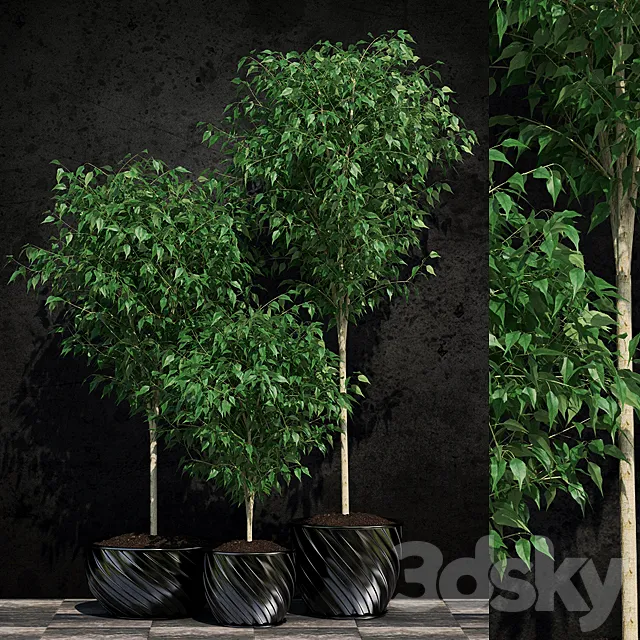 Plants Ficus Benjamin 2 3DModel Plants Ficus Benjamin 2 3DModel