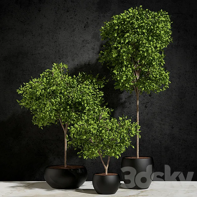 Plants Ficus Benjamin 3DModel Plants Ficus Benjamin 3DModel