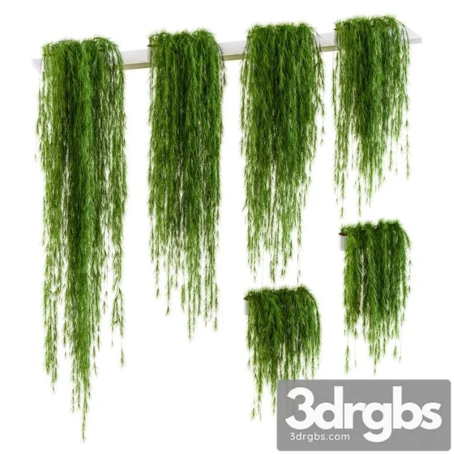 Plants for shelves. 6 items Plants for shelves. 6 items