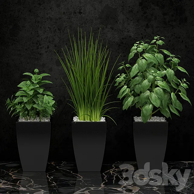 Plants for the kitchen 3DModel Plants for the kitchen 3DModel
