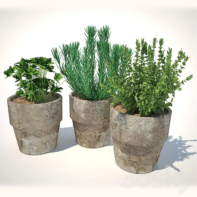 plants for the kitchen 3DModel plants for the kitchen 3DModel