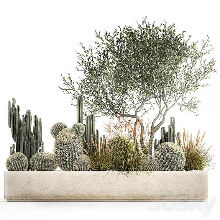 Plants from cacti reeds wood Olive olive Cereus. 1105. 3D Model Free Download