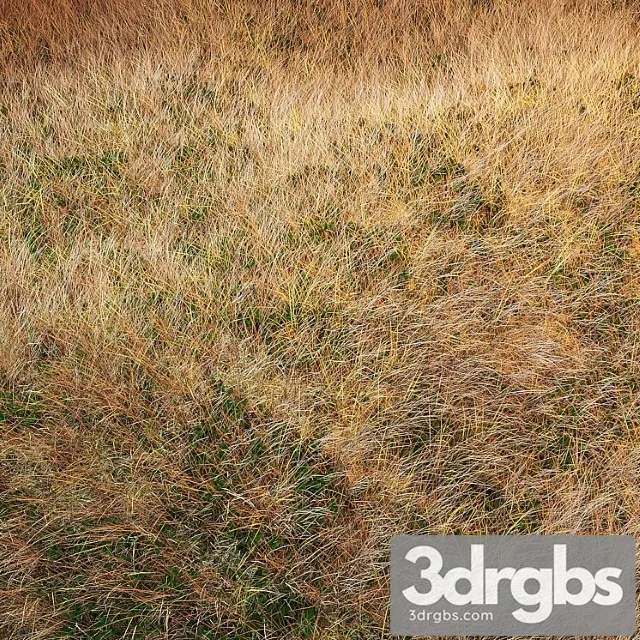 Plants Grass Autumn grass Plants Grass Autumn grass
