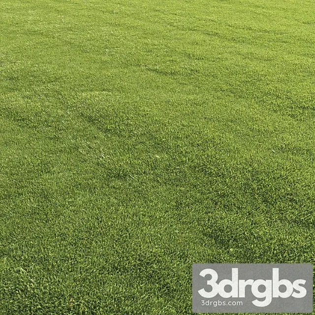 Plants Grass Lawn grass Plants Grass Lawn grass