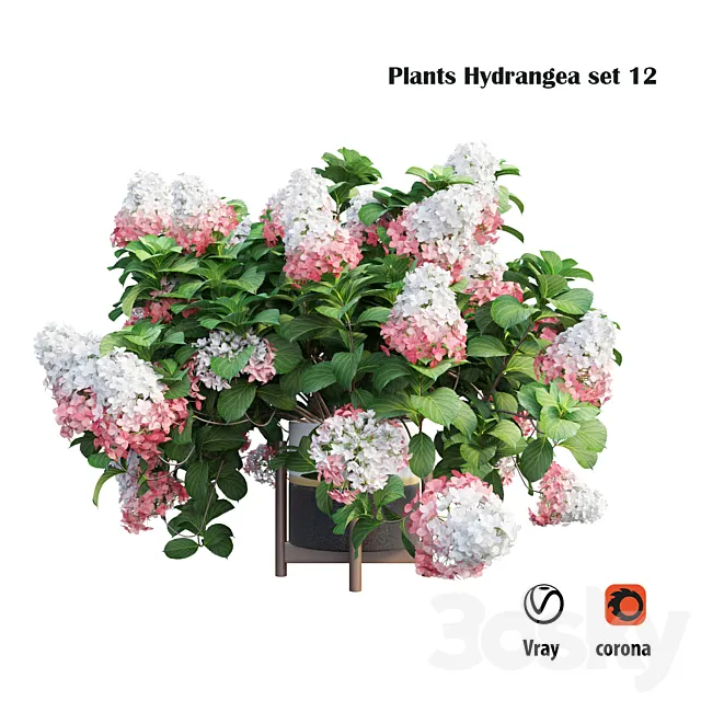 Plants Hydrangea set 12 3D Model
