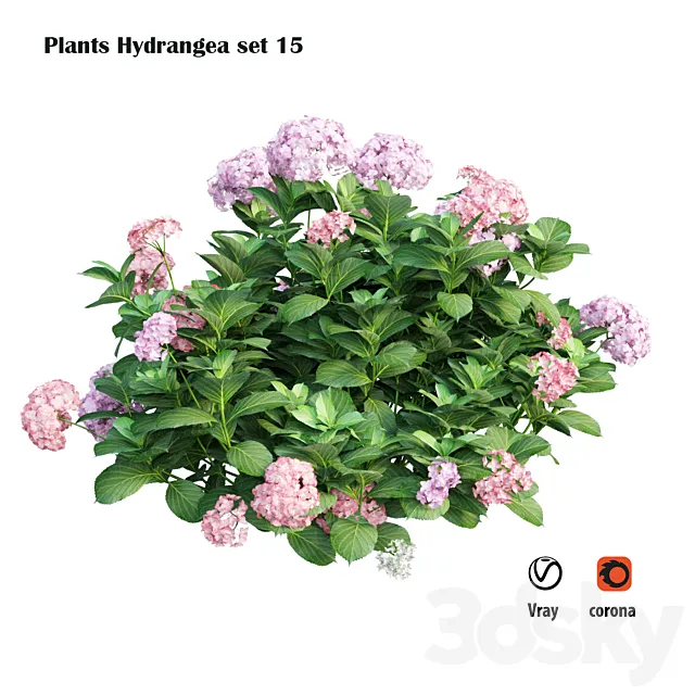 Plants Hydrangea set 15 3D Model