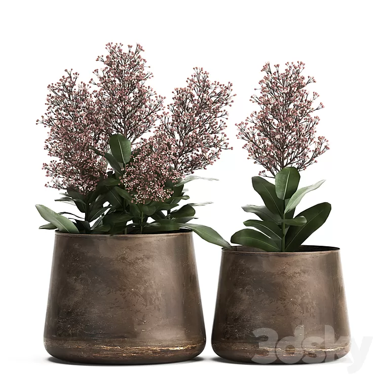 Plants in a metal rusty pot with flowers of Skimiya. 944. 3D Model Plants in a metal rusty pot with flowers of Skimiya. 944. 3D Model