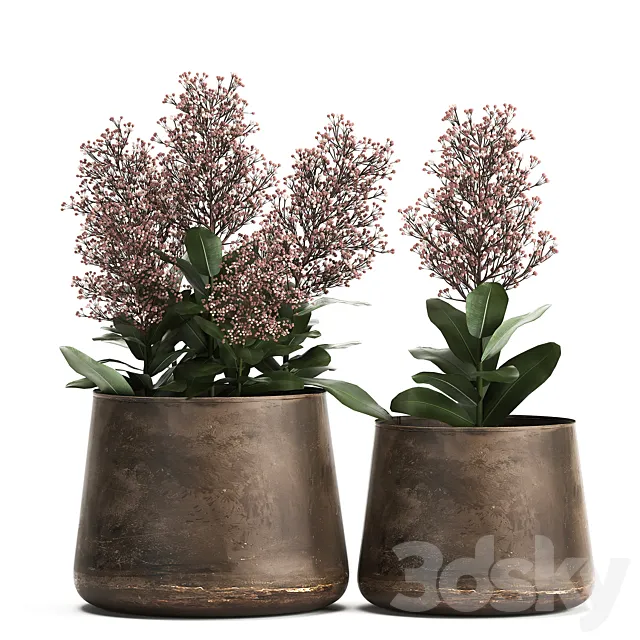 Plants in a metal rusty pot with flowers of Skimiya. 944. 3DModel Plants in a metal rusty pot with flowers of Skimiya. 944. 3DModel