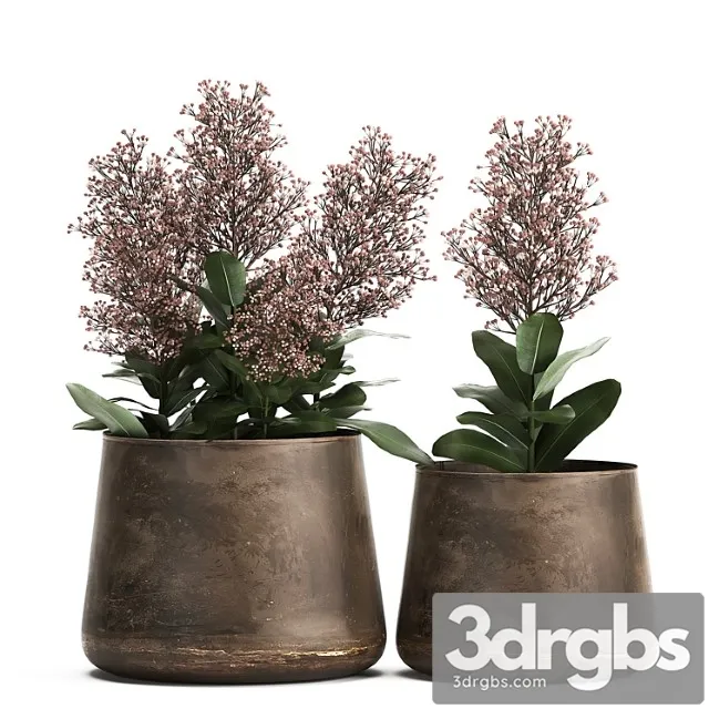 Plants in a metal rusty pot with flowers of skimiya. 944. Plants in a metal rusty pot with flowers of skimiya. 944.