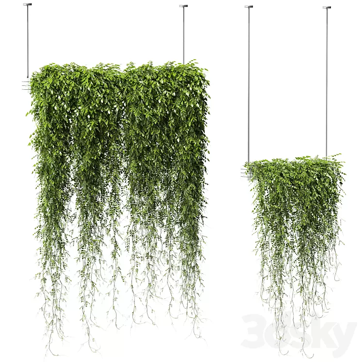 Plants in Hanging Planters v2. 2 models 3D Model